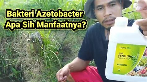 Manfaat Bakteri Azotobacter